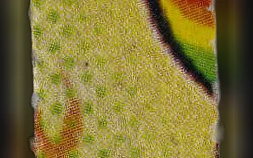 SpongeBob-pillen (Ecstasy / MDMA)