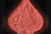 Pica-pillen (Ecstasy / MDMA)