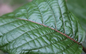 Groen kratomblad, Mitragyna speciosa, van dichtbij