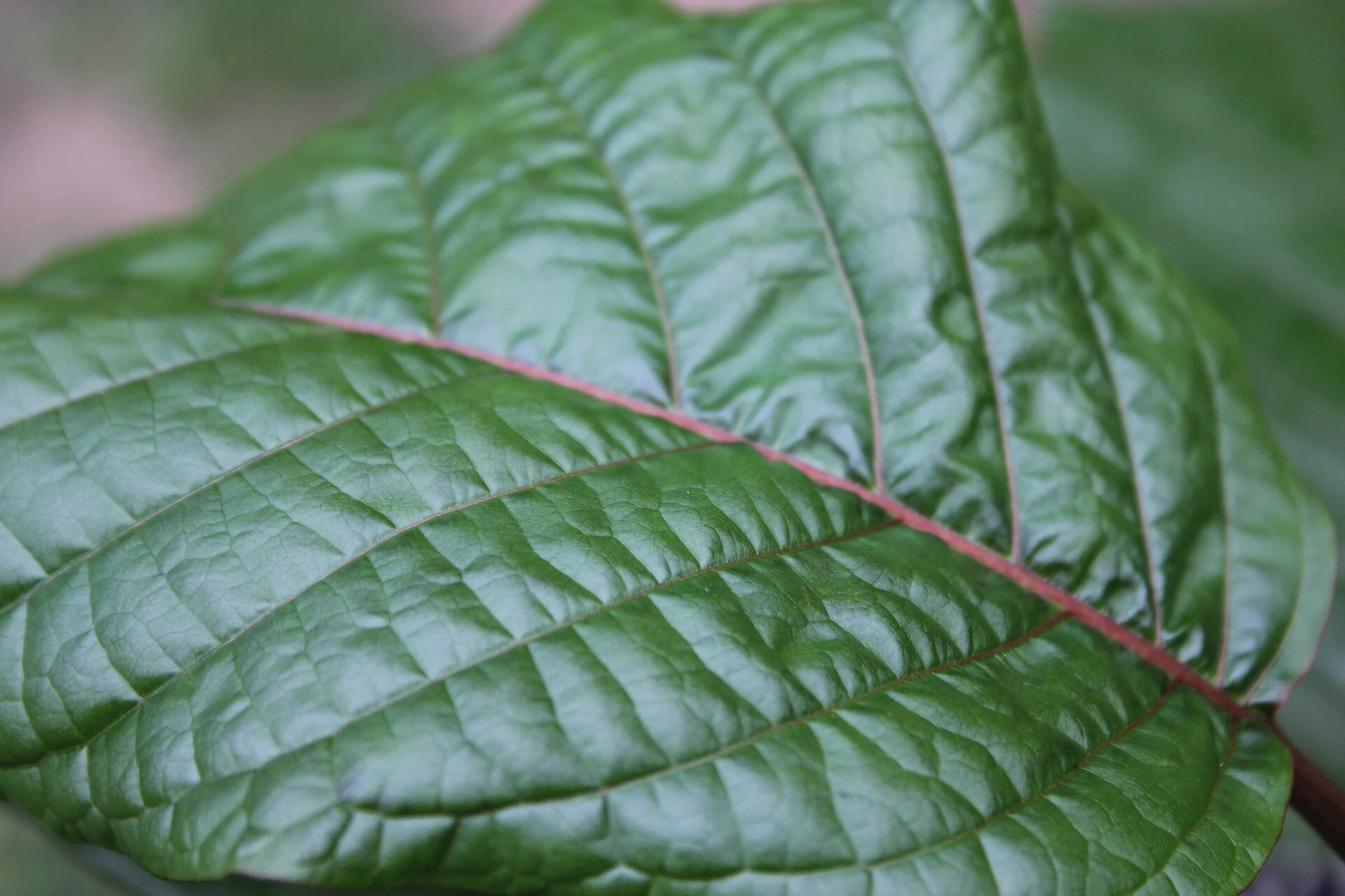 Groen kratomblad, Mitragyna speciosa, van dichtbij