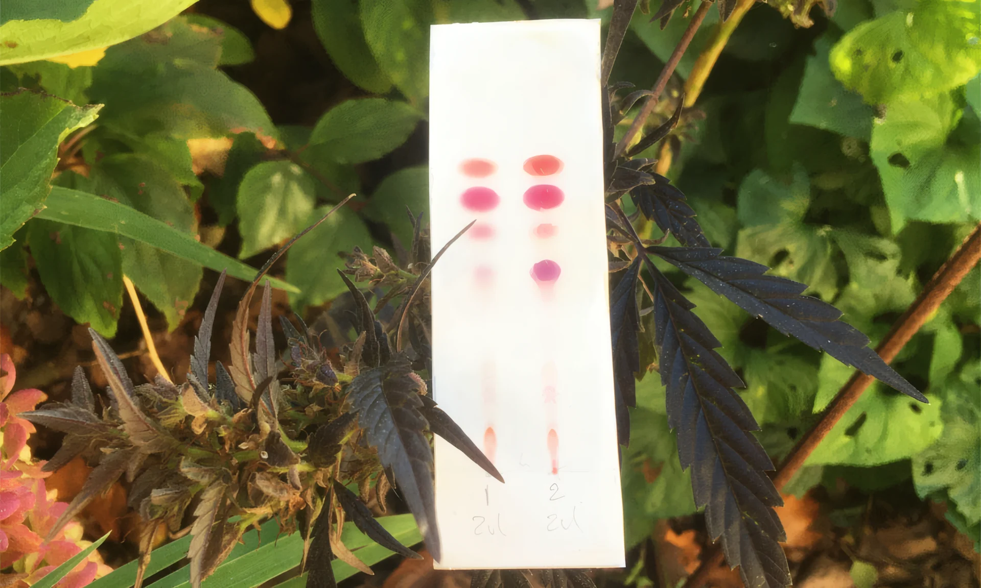 Cannabistop naast een PRO Test-kit voor cannabinoïden