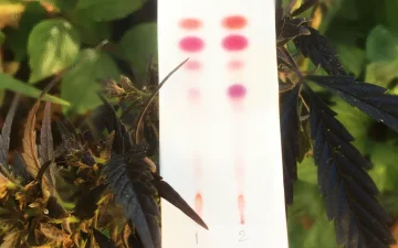 CBD-toppen, hasjiesj en olie testen