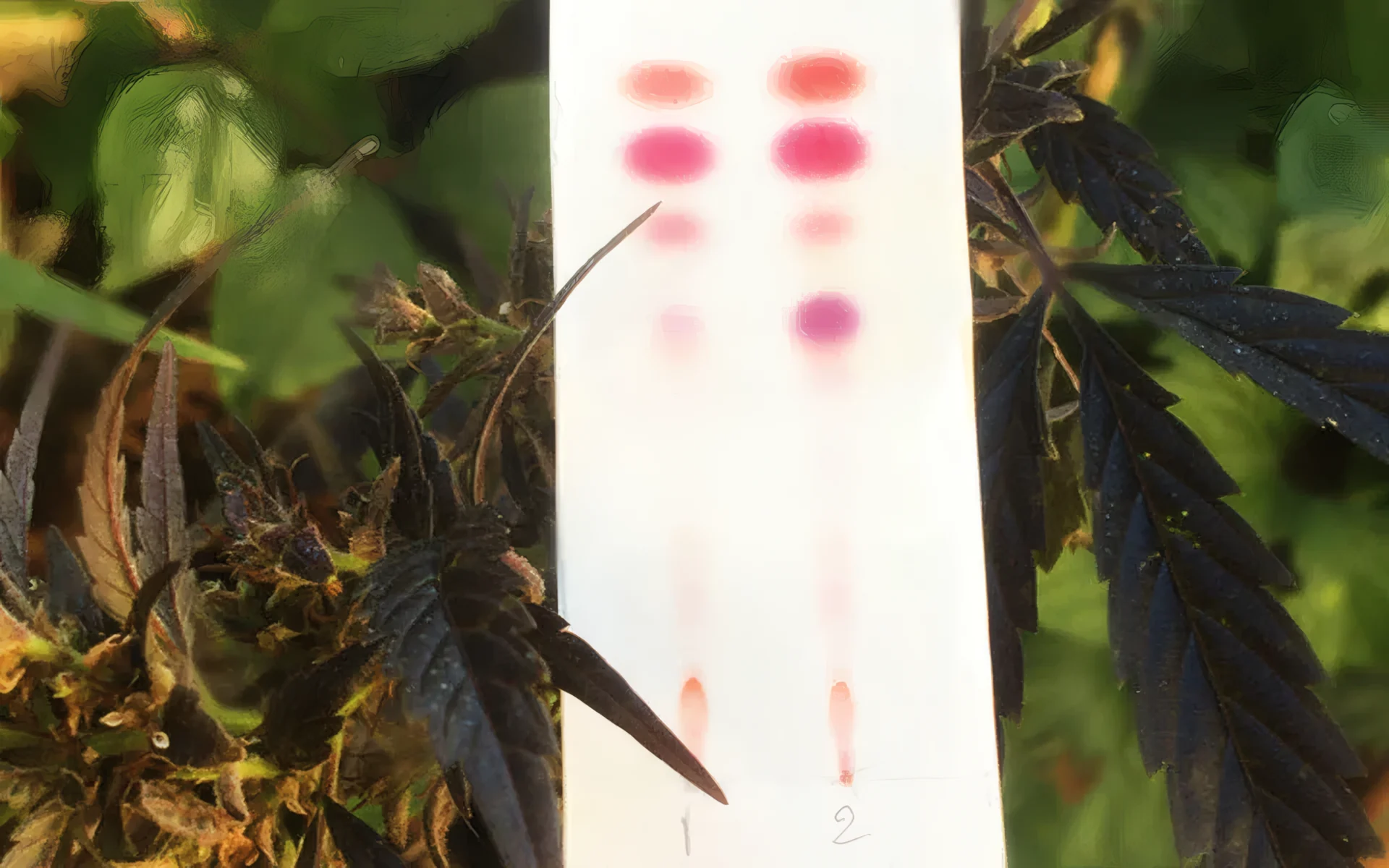 CBD-toppen, hasjiesj en olie testen