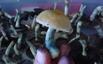 Blauwverkleuring op psilocybinepaddenstoelen