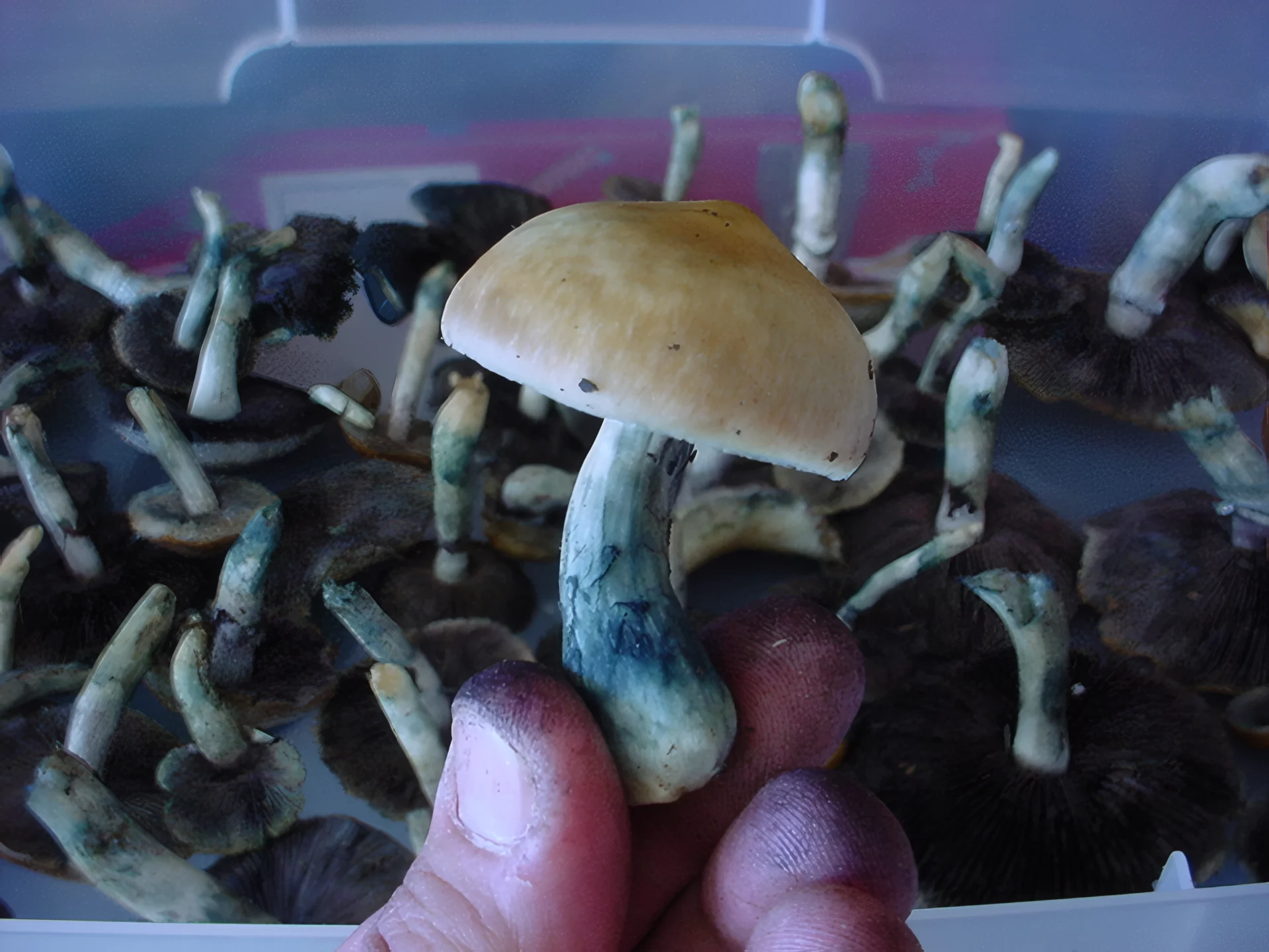 Blauwverkleuring op psilocybinepaddenstoelen