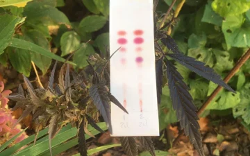 Hoe test je THC en CBD?