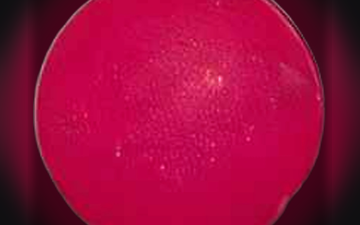 Polvo-pillen (2C-B)
