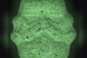 Stormtrooper-pillen (Ecstasy / MDMA)